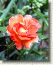 Rose 3 * 521 x 648 * (141KB)